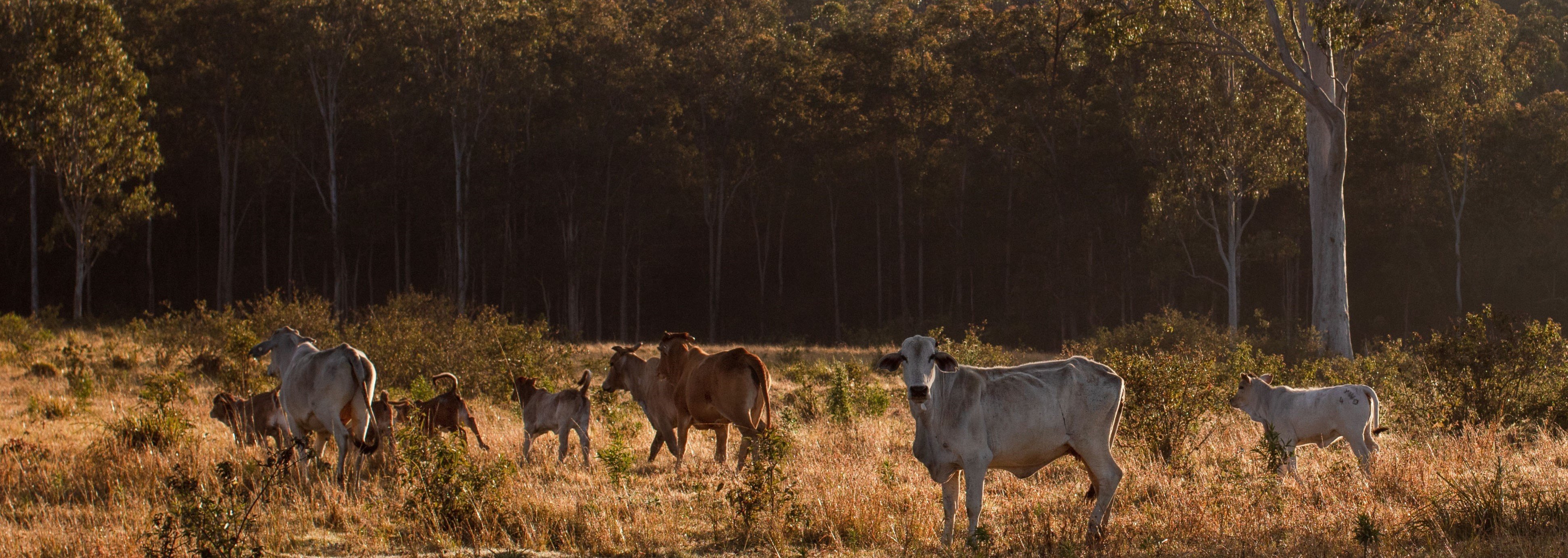 Ark Energy withdraws project from EPBC process | Ark Energy