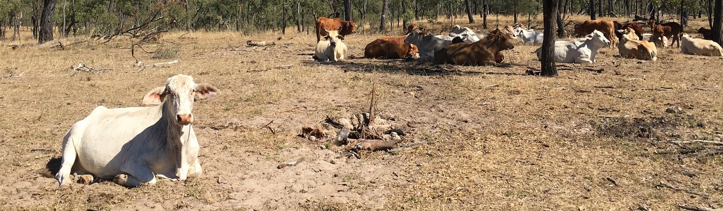 QLD Cows (2).JPG